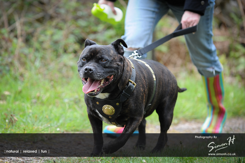 Stockport Pet Photographer - Staffordshire Bull Terrier on a Walk